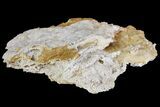 Jurassic Coral Colony (Thamnasteria) Fossil - Germany #157327-2